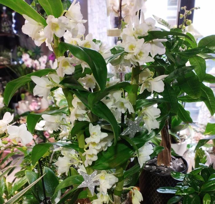 orchidée dendrobium blanc chateaubourg