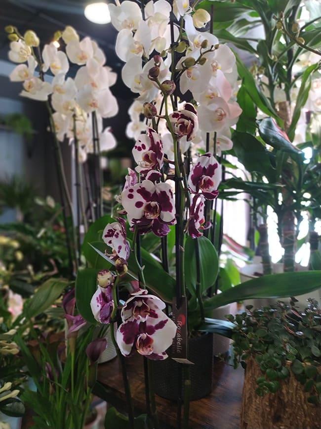 orchidée, plate intérieure